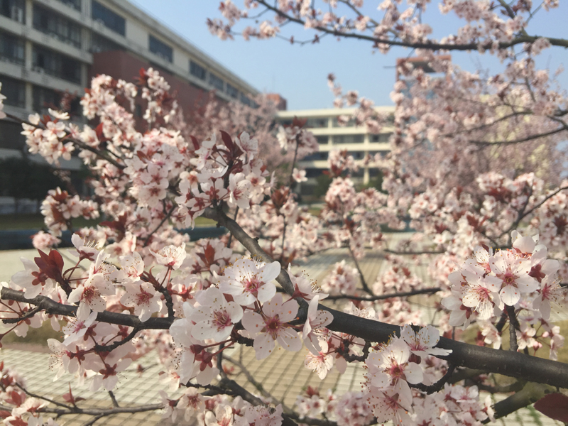 教学楼前的樱花