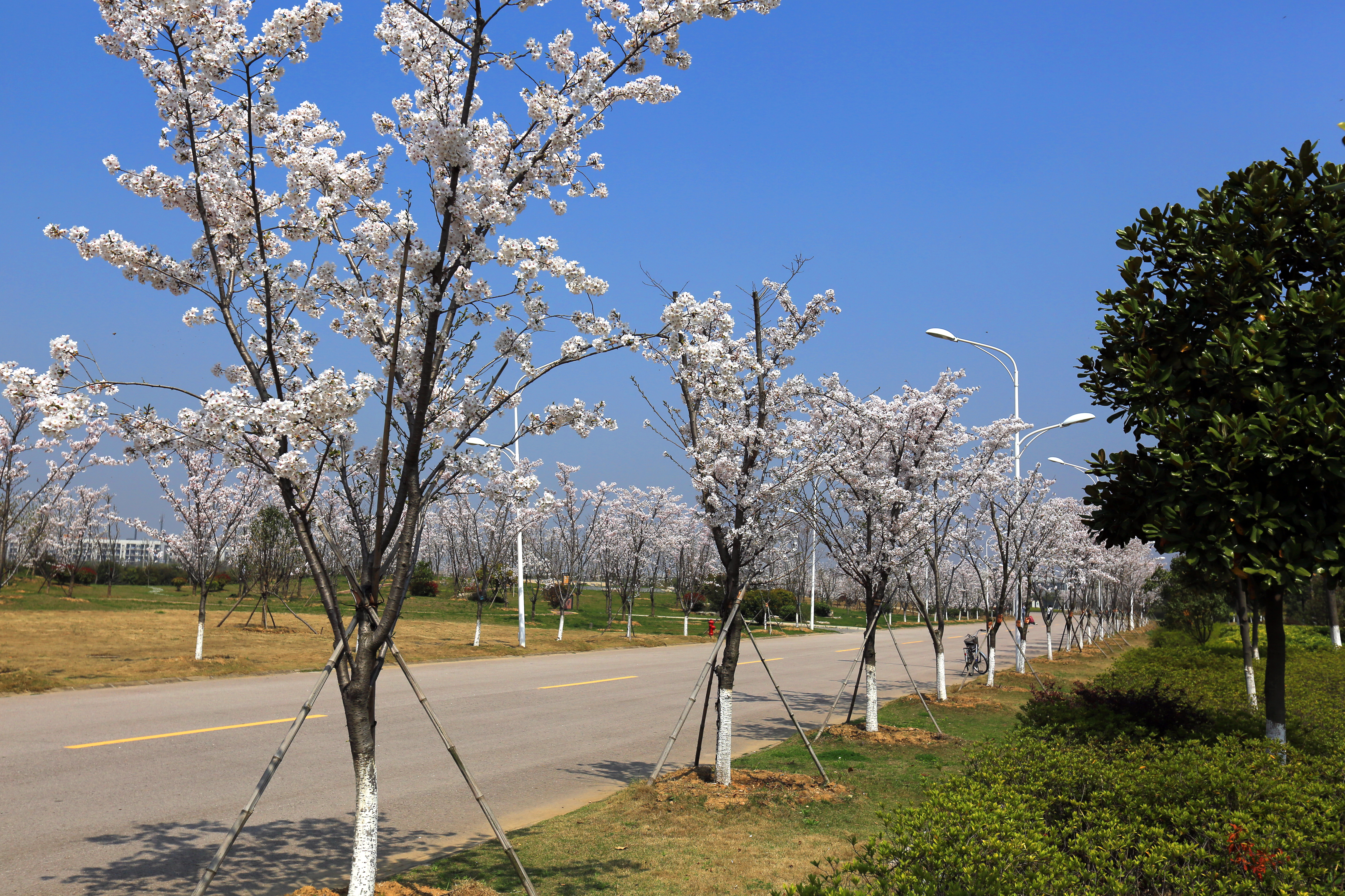 校园道路